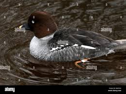 Attēlu rezultāti vaicājumam “Bucephala clangula female”