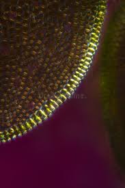 Attēlu rezultāti vaicājumam “Mylia anomala”