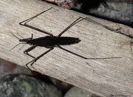 Attēlu rezultāti vaicājumam “Gerridae”