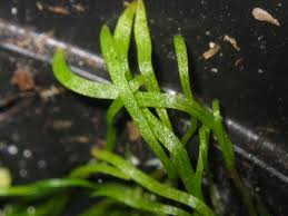 Attēlu rezultāti vaicājumam “Utricularia x neglecta leaf”