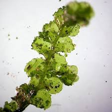 Attēlu rezultāti vaicājumam “Scapania lingulata”