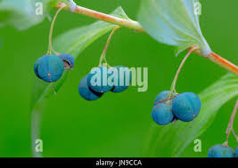 Attēlu rezultāti vaicājumam “Polygonatum multiflorum  fruit”