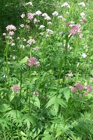 Image result for Baldrian