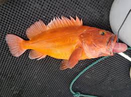 Image result for Sebastes