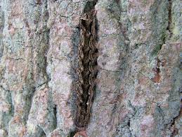 Attēlu rezultāti vaicājumam “Orthosia munda”