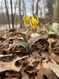Attēlu rezultāti vaicājumam “Erythronium sibiricum flower”
