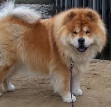 Znalezione obrazy dla zapytania chow