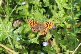 Attēlu rezultāti vaicājumam “Pararge aegeria underside”