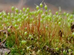 Attēlu rezultāti vaicājumam “Physcomitrium pyriforme sporophyte”