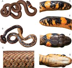 Attēlu rezultāti vaicājumam “Natrix natrix”