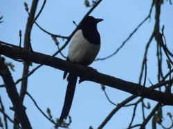 Attēlu rezultāti vaicājumam “Pica pica adult”