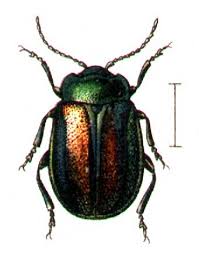 Attēlu rezultāti vaicājumam “Chrysolina fastuosa”