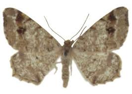 Attēlu rezultāti vaicājumam “Macaria signaria”