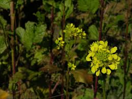 Attēlu rezultāti vaicājumam “Sinapis arvensis”