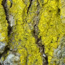 Attēlu rezultāti vaicājumam “Chrysothrix candelaris”