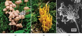 Attēlu rezultāti vaicājumam “fungi”