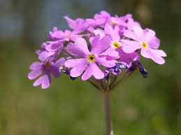 Attēlu rezultāti vaicājumam “Primula farinosa fruit”