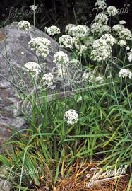 Image result for Allium tuberosum