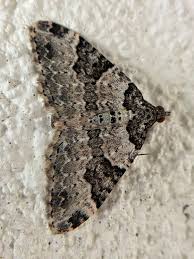 Attēlu rezultāti vaicājumam “Xanthorhoe fluctuata”