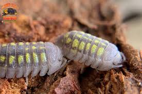 Attēlu rezultāti vaicājumam “Armadillidium pulchellum”