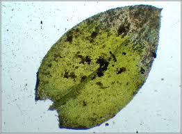 Attēlu rezultāti vaicājumam “Platyhypnidium riparioides”