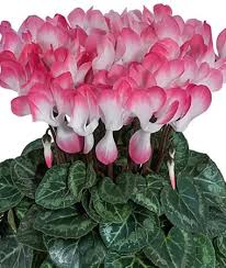 Image result for Cyclamen persicum