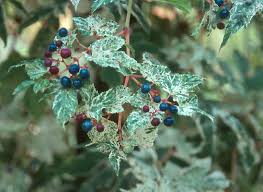 Attēlu rezultāti vaicājumam “Ampelopsis glandulosa var. brevipedunculata”