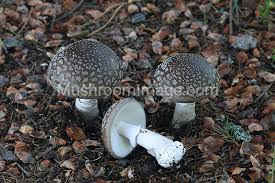 Attēlu rezultāti vaicājumam “Amanita excelsa”