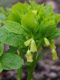Attēlu rezultāti vaicājumam “Scopolia carniolica flower”