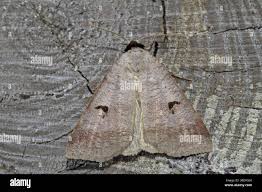 Attēlu rezultāti vaicājumam “Lygephila pastinum”