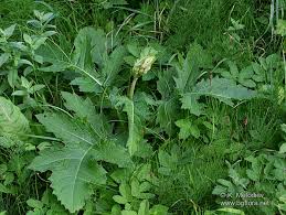 Attēlu rezultāti vaicājumam “Cirsium oleraceum leaf”