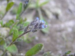 Attēlu rezultāti vaicājumam “Myosotis stricta”