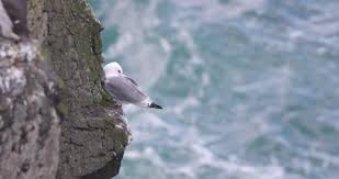 Attēlu rezultāti vaicājumam “Rissa tridactyla nest”