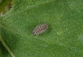 Attēlu rezultāti vaicājumam “Argynnis paphia larva”