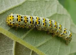 Attēlu rezultāti vaicājumam “Cucullia verbasci larva”