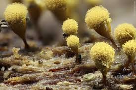 Attēlu rezultāti vaicājumam “Hemitrichia clavata macro”