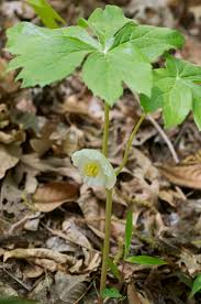 Attēlu rezultāti vaicājumam “Podophyllum hexandrum flower”