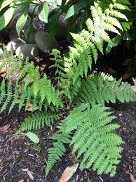 Attēlu rezultāti vaicājumam “Polystichum braunii”