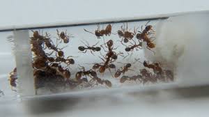 Attēlu rezultāti vaicājumam “Myrmica rubra”