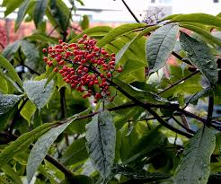 Attēlu rezultāti vaicājumam “Luzula luzuloides fruit”