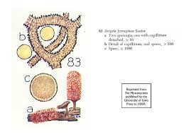 Attēlu rezultāti vaicājumam “Arcyria minuta stalked”