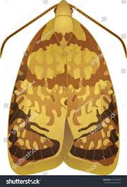 Attēlu rezultāti vaicājumam “Acleris bergmanniana”