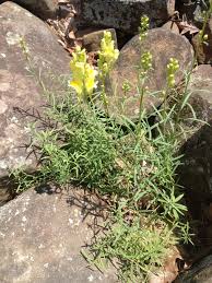 Image result for Linaria vulgaris