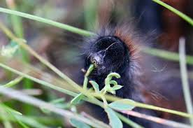 Attēlu rezultāti vaicājumam “Macrothylacia rubi”