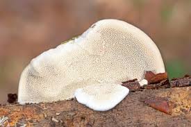 Attēlu rezultāti vaicājumam “Trametes hirsuta”