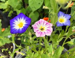 Image result for Convolvulus tricolor