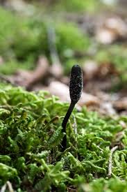 Attēlu rezultāti vaicājumam “Cordyceps ophioglossoides”