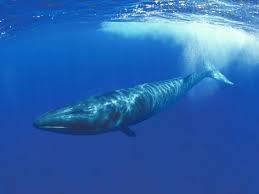 Image result for Balaenoptera borealis