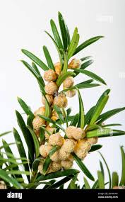 Attēlu rezultāti vaicājumam “Taxus baccata female flower”