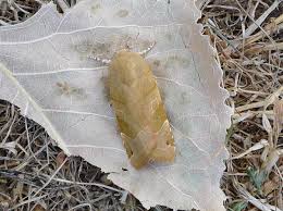 Attēlu rezultāti vaicājumam “Noctua fimbriata larva”